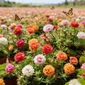 🌸Moss Rose Seeds – 🌿Perennial Flower Seeds + Plant Growth Serum Free
